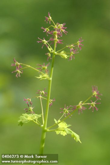 Western Meadowrue (female) blossoms & foliage detail