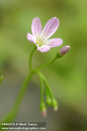 Littleleaf Montia blossom detail