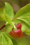 Alaska Huckleberry blossoms & foliage detail
