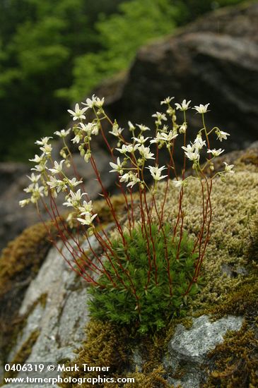 Spotted Saxifrage among moss on rock