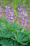 Large-leaved Lupine blossoms & foliage