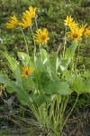 Arrow-leaved Balsamroot