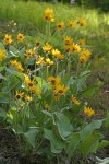 Arrow-leaved Balsamroot