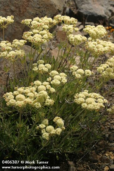 Creamy Eriogonum