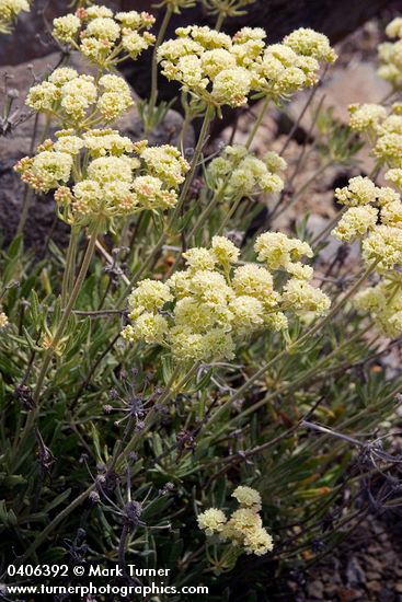 Creamy Eriogonum