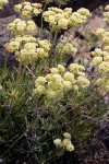 Creamy Eriogonum