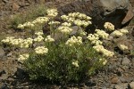 Creamy Eriogonum