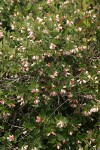 Mountain Snowberry