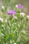 Russian Knapweed