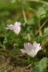 Cheeseweed blossom & foliage