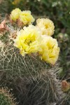 Plains Prickly Pear