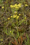 Swale Lomatium