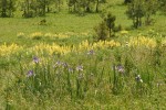 Rocky Mountain Iris, Sulphur Lupines in meadow