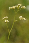 Oregon Saxifrage blossoms