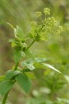 Western Sweet Cicely blossoms & foliage