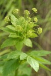 Western Sweet Cicely blossoms & foliage