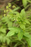 Western Sweet Cicely blossoms & foliage