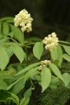Black Elderberry blossoms & foliage