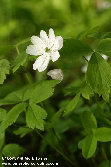 Oregon Anemone (double form)