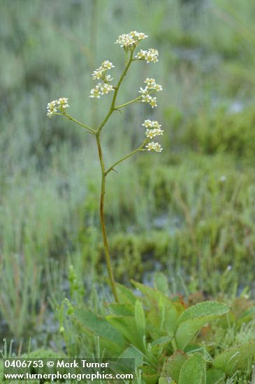 Oregon Saxifrage