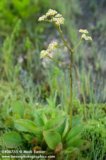 Oregon Saxifrage