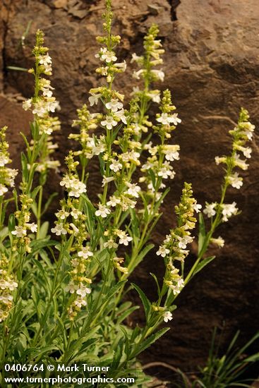 Hot Rock Penstemon