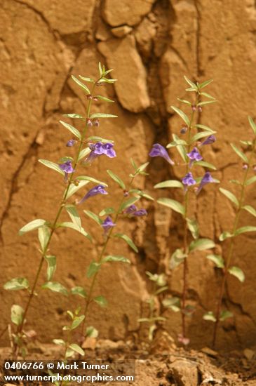 Narrowleaf Skullcap