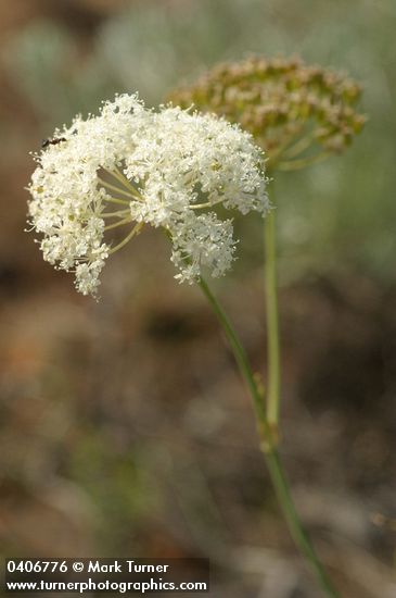 Bolander's Yampah blossoms