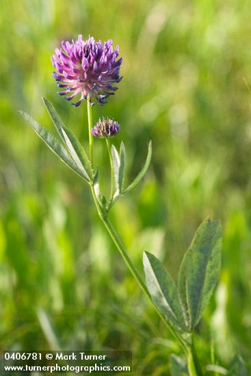 Douglas' clover blossom & foliage