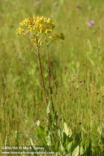 Sweet Marsh Groundsel
