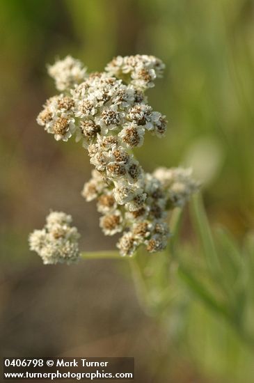 Silvery Pussytoes male blossoms detail