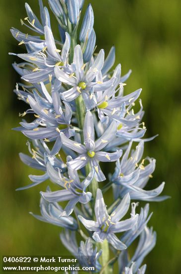 Cusick's Camas blossoms