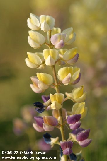 Longspur Lupine blossoms