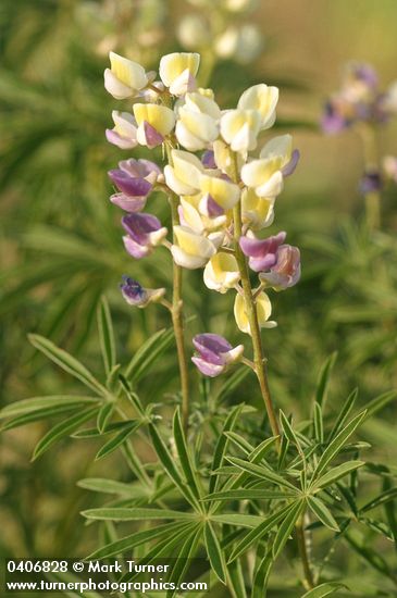 Longspur Lupine blossoms & foliage