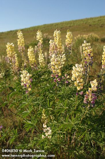 Longspur Lupines