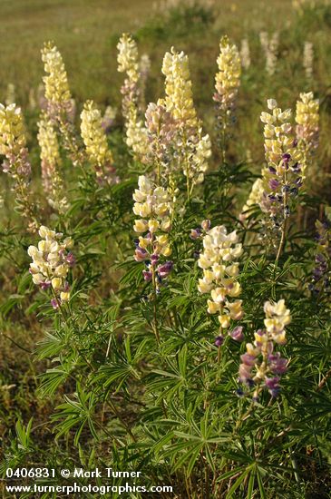 Longspur Lupines