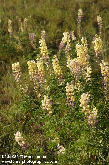 Longspur Lupines