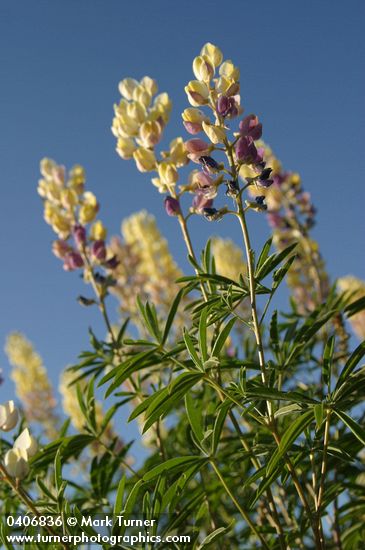 Longspur Lupines low angle against blue sky
