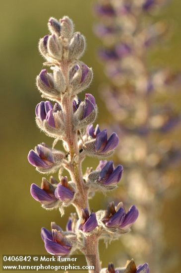 Silky Lupine blossoms detail