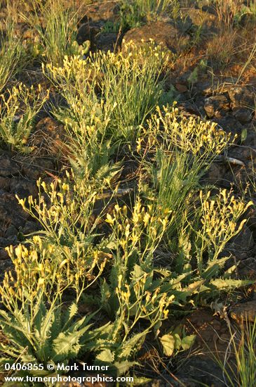 Western Hawksbeard in late afternoon light