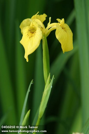 Yellow Flag Iris blossom