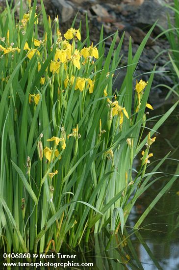 Yellow Flag Iris at edge of lake