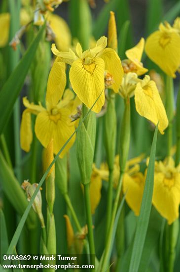 Yellow Flag Iris blossoms & foliage