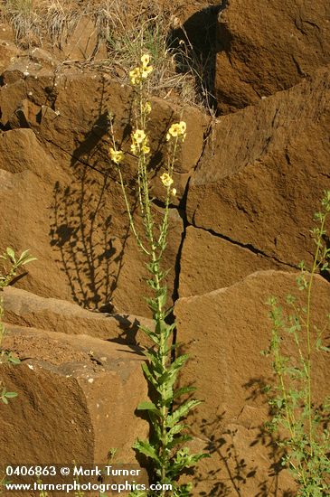 Moth Mullein