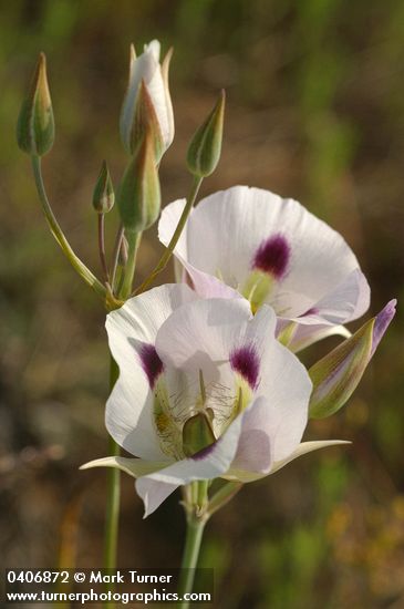 Big-pod Mariposa Lily blossoms
