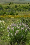 Longspur Lupines, Mule's Ears, Creamy Eriogonum in meadow
