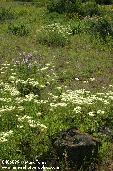 Creamy Eriogonum, Longspur Lupines, Mule's Ears in meadow