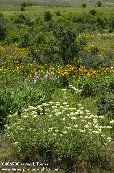Creamy Eriogonum, Longspur Lupines, Mule's Ears w/ Bitterbrush in meadow