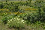 Creamy Eriogonum, Longspur Lupines, Mule's Ears w/ Bitterbrush in meadow