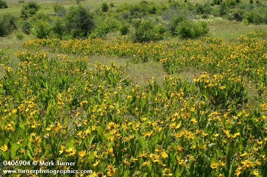 Mule's Ears in meadow
